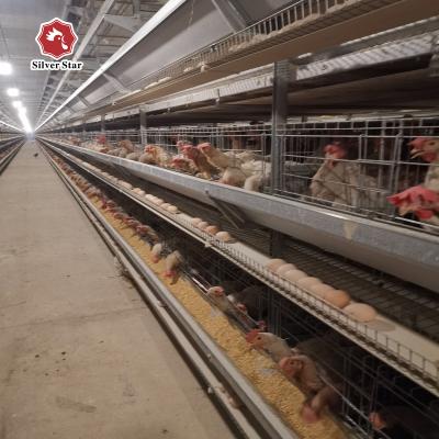 China Gaiola automática de aço galvanizada fria das aves domésticas com sistema da limpeza do estrume à venda