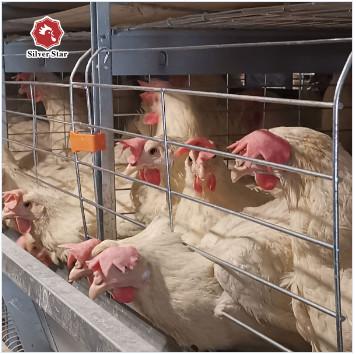 China Cajera de pollo Equipo de aves de corral Cajera de pollo Equipo de cultivo automático en venta