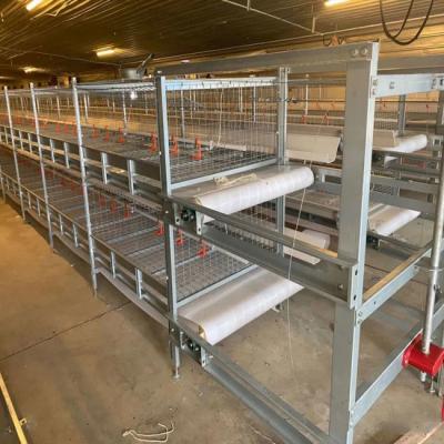 China Jaula grande automática de la parrilla del tamaño con el sistema de consumición de las aves de corral en venta