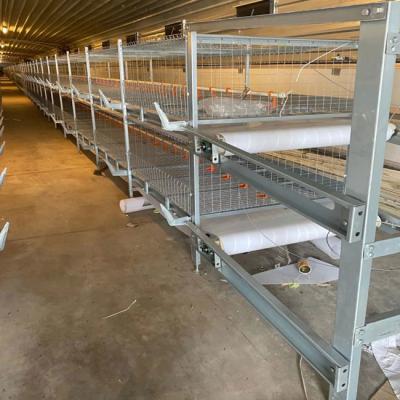 China Jaula automática de la parrilla con el sistema de consumición de las aves de corral en venta