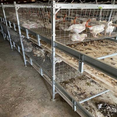 China Silver Color Broiler Chicken Cage One Day Old Baby Chick To 45 Days Chicken Cage en venta