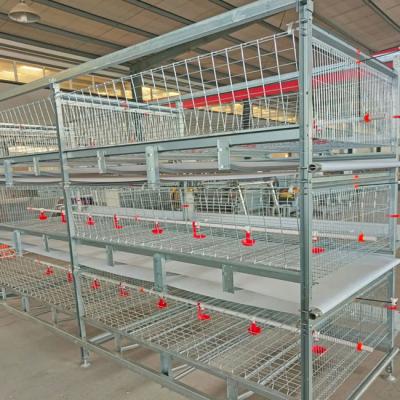 China Tipo galvanizado caliente sistema de consumición de H de las aves de corral de la jaula de la parrilla en venta