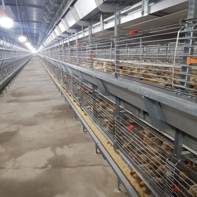 China Jaula automática del pollo tomatero de la batería para la granja de pollo en venta