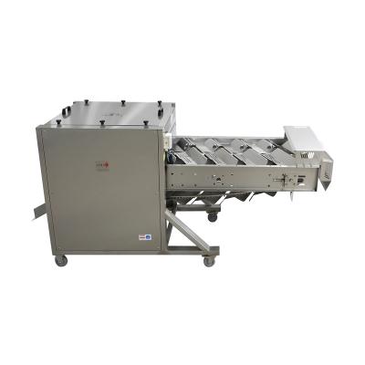 China Fish Processing Carp Fish Cutting Machine Silver Head Straight Bevel Shape Cutting Fish Head Equipments Canned Fish Production Line for sale