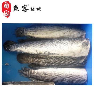 China Make Fish Food Fully Automatic Fish Measuring Machine High Efficiency Water Pressure Fish Scaler for sale