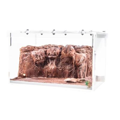 China Viable Farmhouse High Quality Red Formicarium Ant Nest Statue Ant Desert Acrylic Box for sale