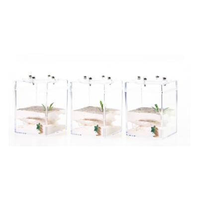 China Viable Ants Pet Accessories Home Solution Mini Insect Feeding Greenhouse for sale