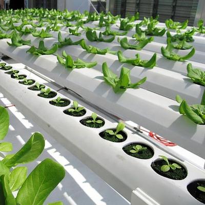 China Irrigation and cultivation soilless watering planting hydroponic vertical growing systems pvc square pipe for sale for sale