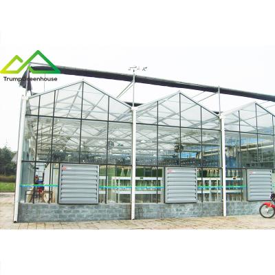 China Stable Structure Easily Assembled Professional Manufacturer Of China Venlo Type Tempered Glass Greenhouse With Hydroponics for sale