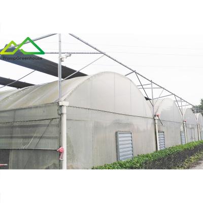 China Stable Structure Easily Assembled Low Cost Greenhouse Agricultural Tunnel Multi Span Plastic Sheet Greenhouses For Sale for sale