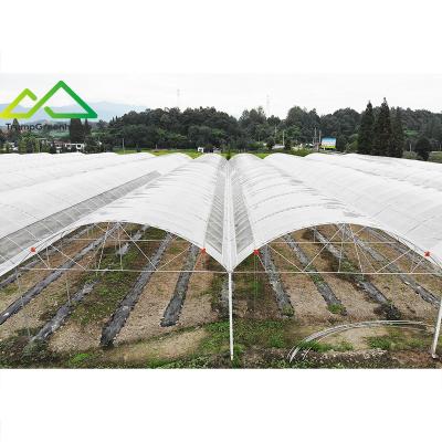 China Stable Structure Easily Assembled Greenhouse Maker Commercial Multispan Film Greenhouse For Grape And Other Fruit Plants for sale