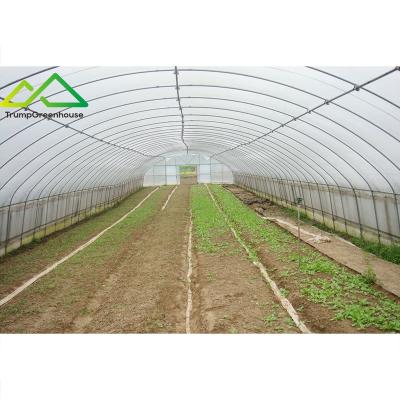 China Stable Structure Easily Assembled Growing Singlespan / Tunnel Greenhouse With Irrigation And Hydroponic Growing System for sale