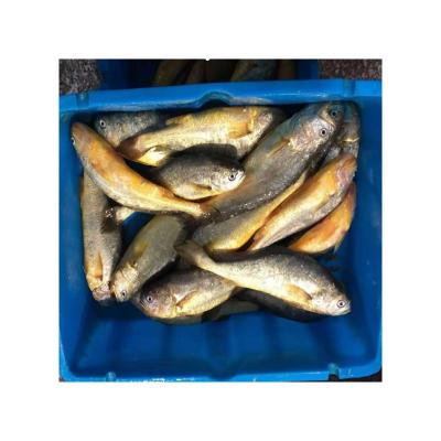 China Wholesale high quality delicious small yellow doomsayer fish FROZEN manufacturers for sale