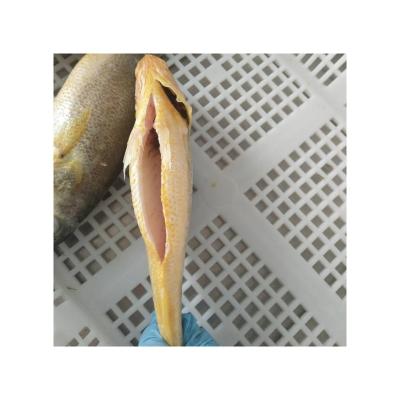 China FROZEN Delicious Healthy Cheap Price Seafood Small Yellow Doom Fish for sale