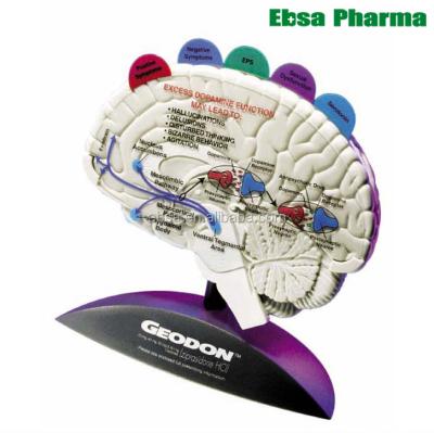 China PVC Advanced Medical Supplies Teaching Human Brain Model With Tabbed Overlays for sale