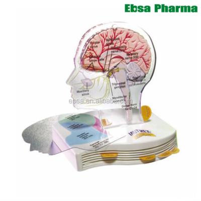 China PVC Advanced Medical Supplies Human Teaching Migraine Brain Model for sale