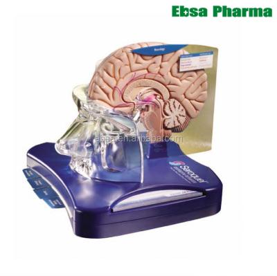 China PVC Advanced Lightweight Medical Supplies Human Brain Model Teaching for sale