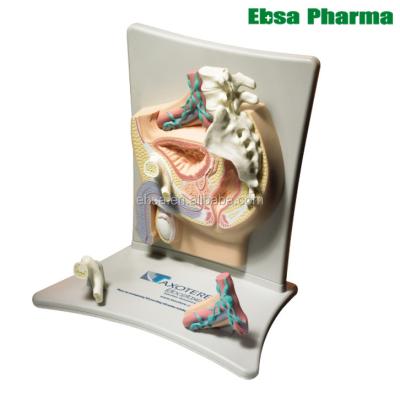 China PVC Advanced Medical Supplies Human Prostate Cancer Teaching Metastatic Model for sale