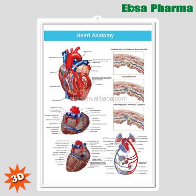 China PVC 3D Medical Human Anatomy Heart Wall Charts / Poster-Heart Anatomy for sale