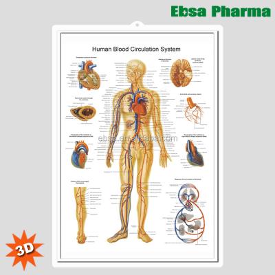 China PVC 3D Medical Human Anatomy Wall Charts / Poster-Human Body Circulation System for sale