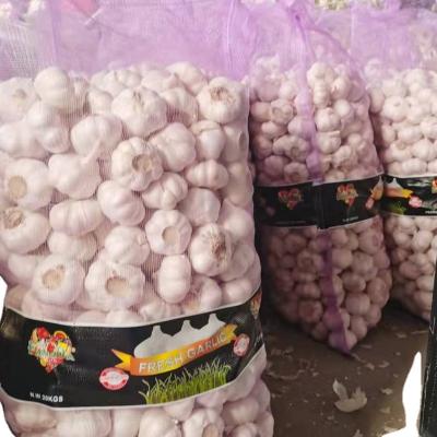 China Fresh SNOW WHITE GARLIC for sale