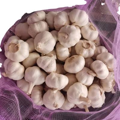 China 5.5 fresh PURE WHITE GARLIC for sale