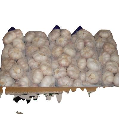 China fresh garlic supplier/factory/farm/company for sale