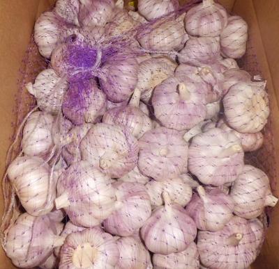 China Jixiang/Pizhou/Laiwu fresh garlic for sale