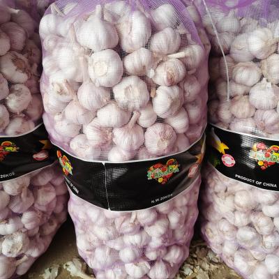 China FRESH CHINESE GARLIC fresh for sale