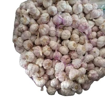 China CARDBOARD PACK GARLIC fresh for sale