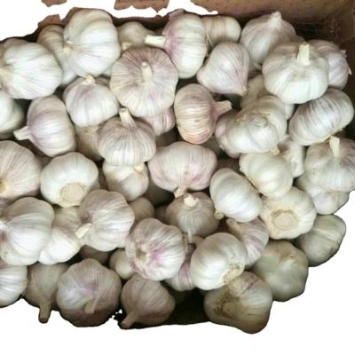 China fresh WHITE GARLIC for sale