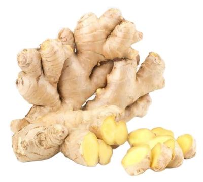 China Super Fresh Porcelain Ginger for sale