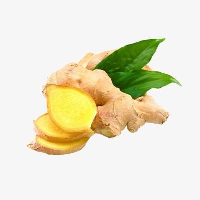 China Quality Fresh Porcelain Washed Ginger for sale