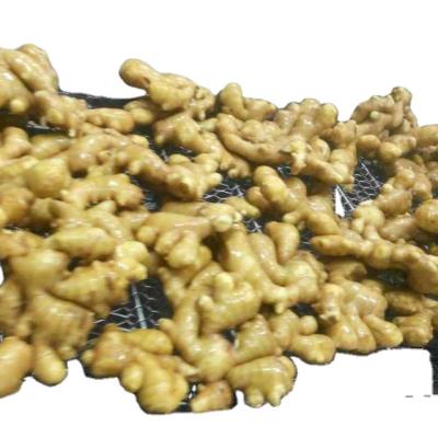 China 22kg fresh package fresh ginger for sale