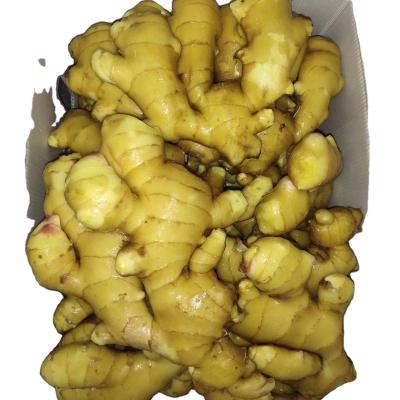 China Fresh spicy ripe ginger for sale