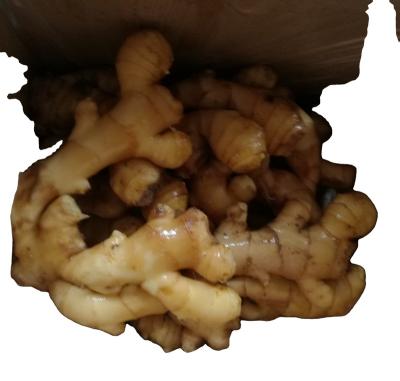 China Fresh Fully Air Dry/Half Dry/Air Dry Fresh Ginger for sale