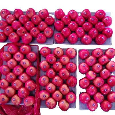 China Cool RED BLUSH FUJI APPLE for sale