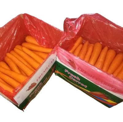 China Carrot 2021 Fresh New S and M/Size for sale