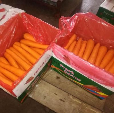 China 2021 new culture fresh baby fresh carrot for sale