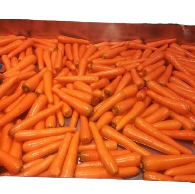 China New Carrot 80-150gm / 150-200gm / Gulf Fresh Fresh Market for sale