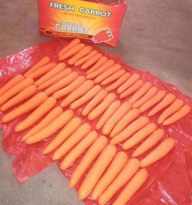 China Fresh washed and polished fresh carrot for sale