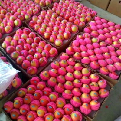 China Fresh high quality local apple from Yantai Fuji for sale