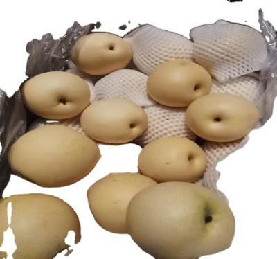 China Fresh GOLDEN PEAR for sale