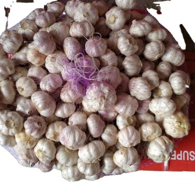 China chinese fresh garlic exporter for sale