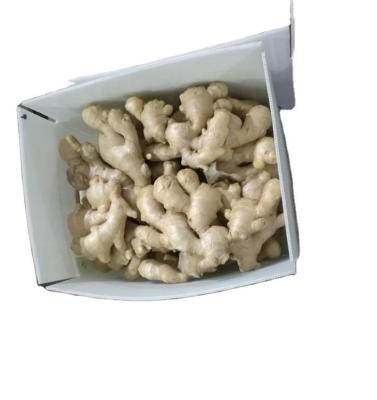 China Fresh supply fresh ginger / market ginger / ginger volume for sale