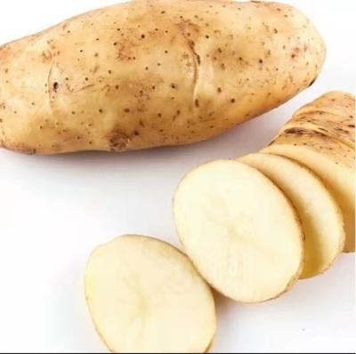 China China Fresh Sellable Delicious Potatoes for sale