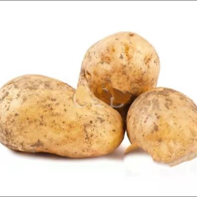 China Fresh the famous sweet natural potatoe wholesale price for sale