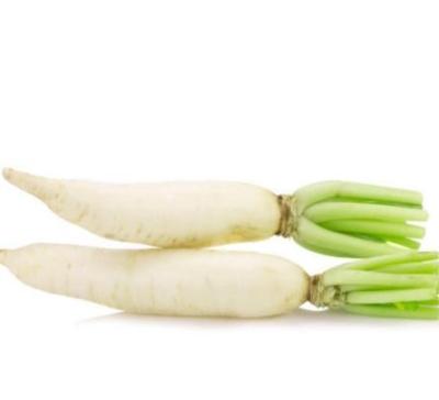 China International fresh fresh cruciferous vegetable export certified fresh nutritious white radish for sale