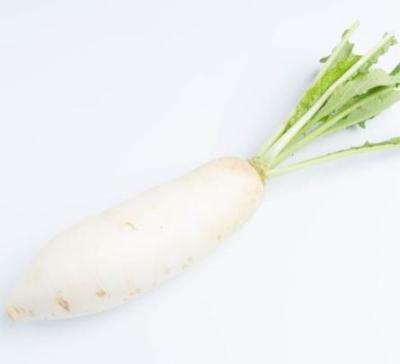 China Fresh white radish is the best selling fresh commercial vegetable for sale