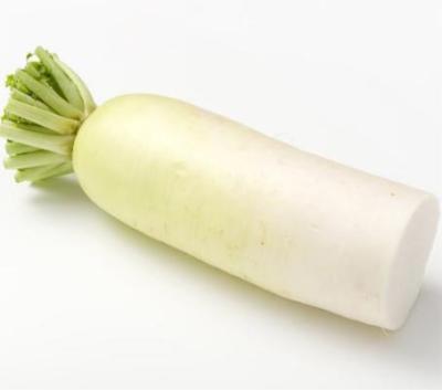 China Most popular fresh wholesale price natural fresh sweet regenerative white radish for sale